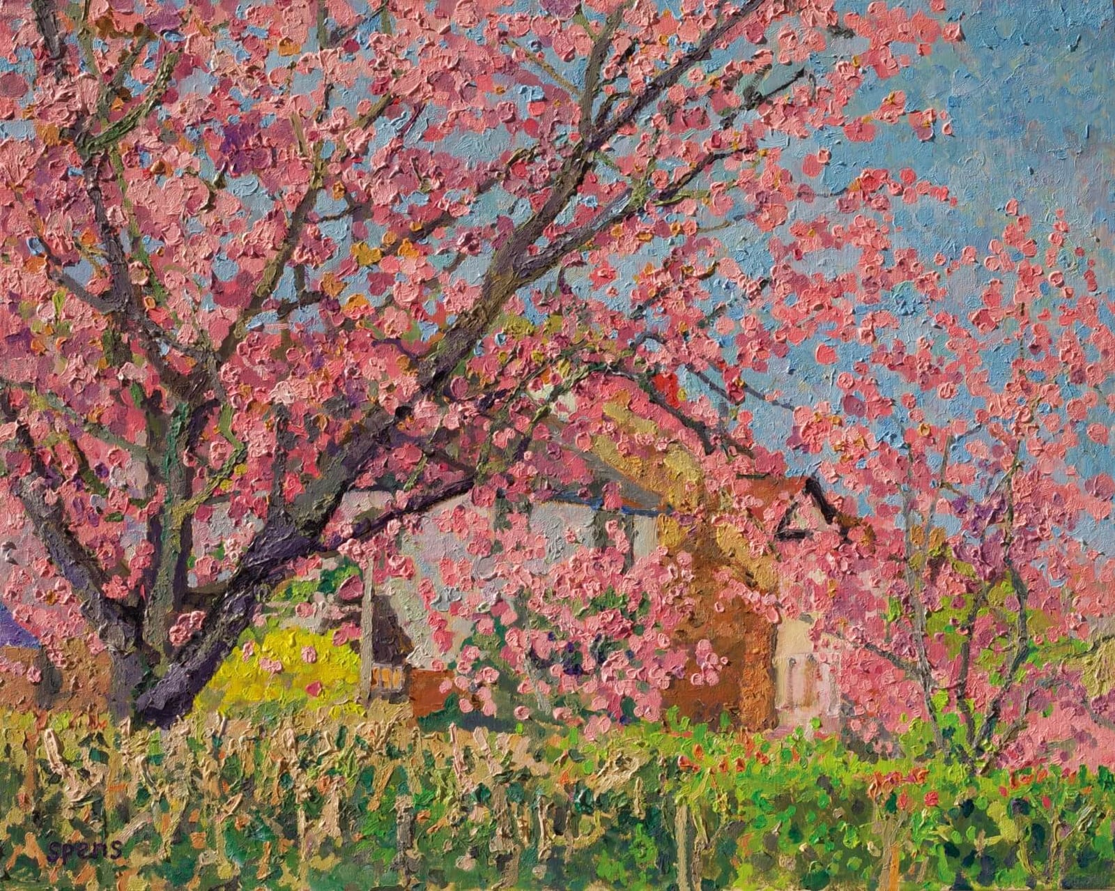 33. Cherry blossom, Cranley Gardens. 2021.