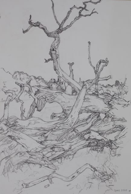 Fallen Oak, Hampstead Heath, June 2020 by Peter Spens